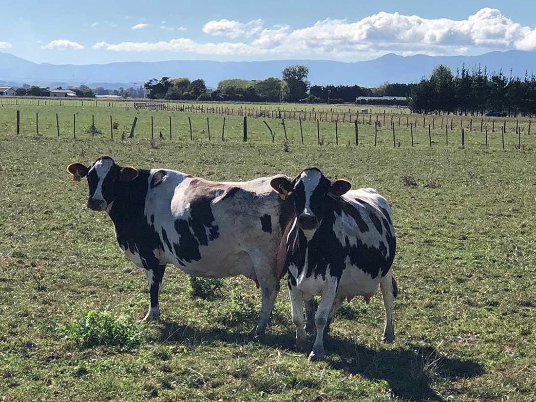 Dairybase Helps Farmers Abba Farm Twin Cows 1300X975