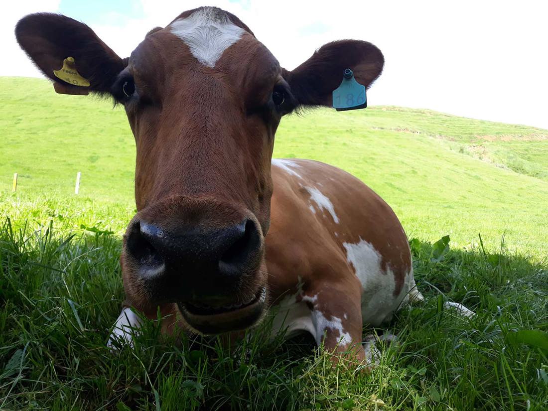 Positive Animal Welfare Listing Summary Image