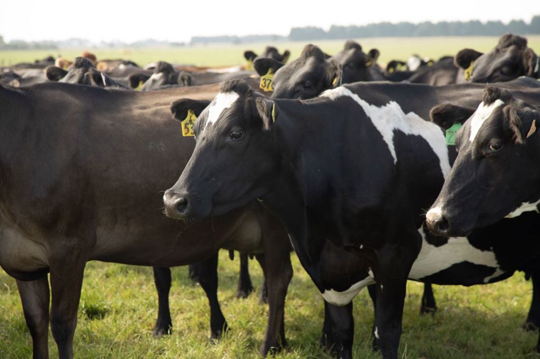 Inside Dairy More Than Just A Job Low Stocking Rate Image