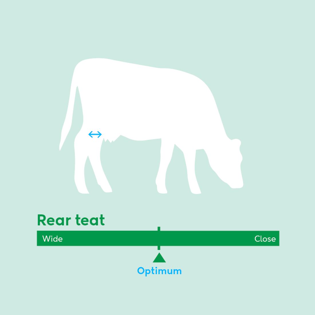 Image showing ideal rear teat traits for dairy cow breeding values beyond milk production