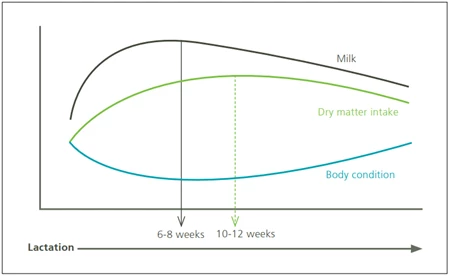 Relationship between milk yield, dry matter intake and body condition loss during early lactation
