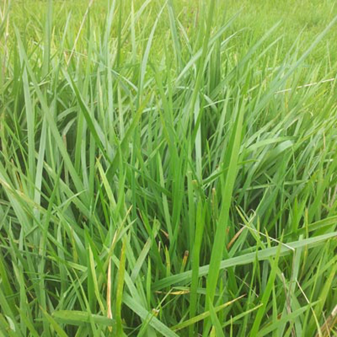 Tall fescue green grass