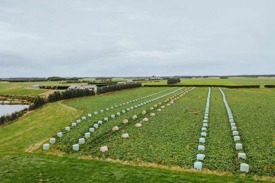 A dairy farm set up to cultivate winter crops