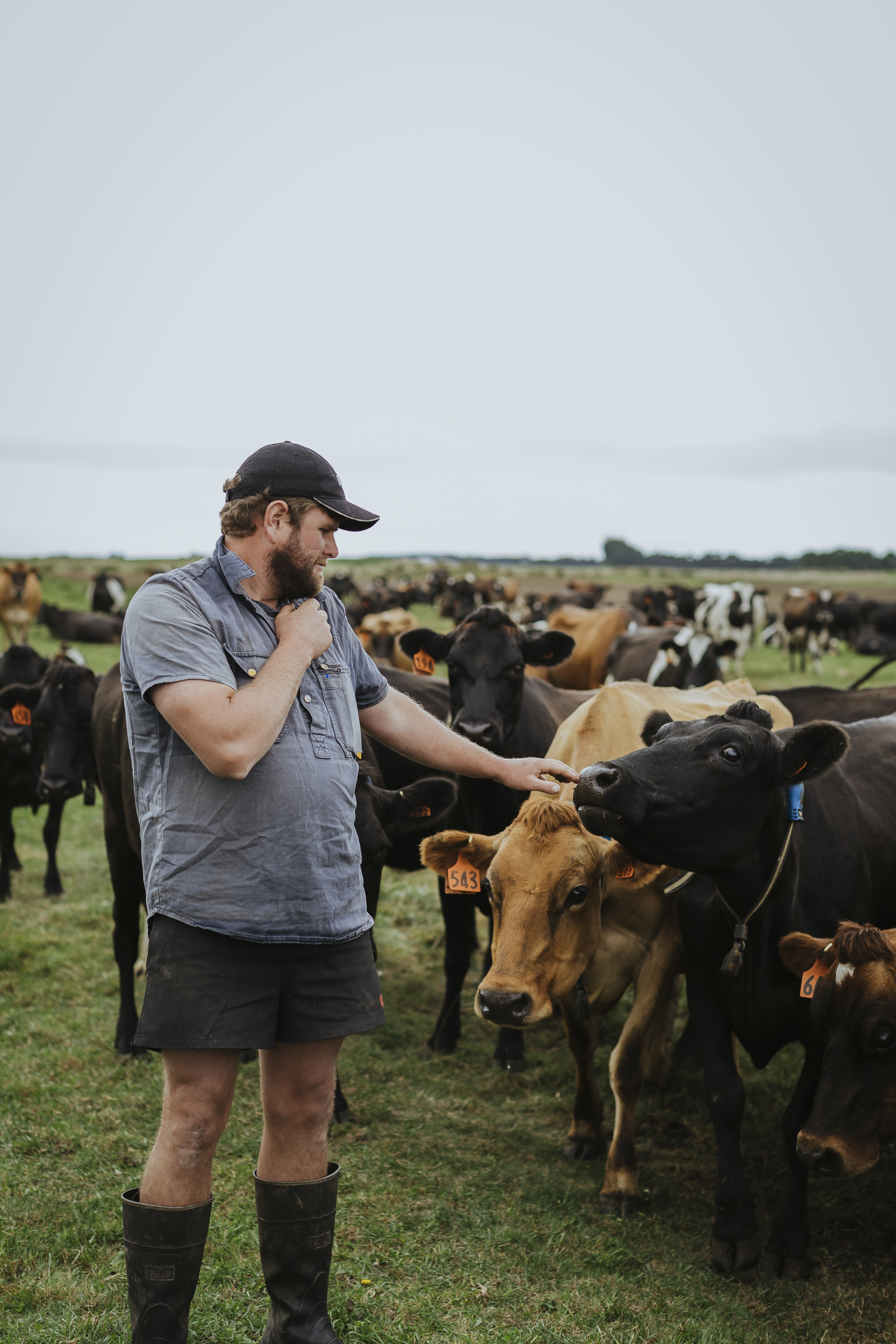 Understanding transition cows | DairyNZ