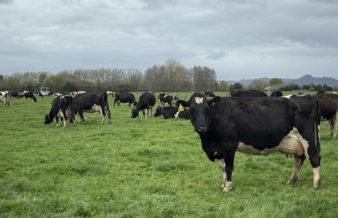 Inside Dairy November 2025 January 2026 New Phase For Extended Lactation Study Listing Summary Image