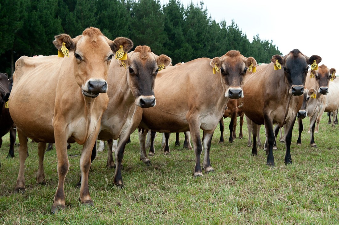 Herd Management Groups Summary Image