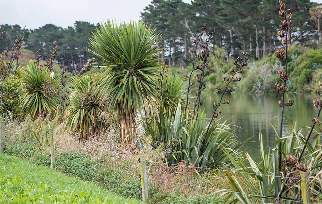 Riparian Planting 950X600
