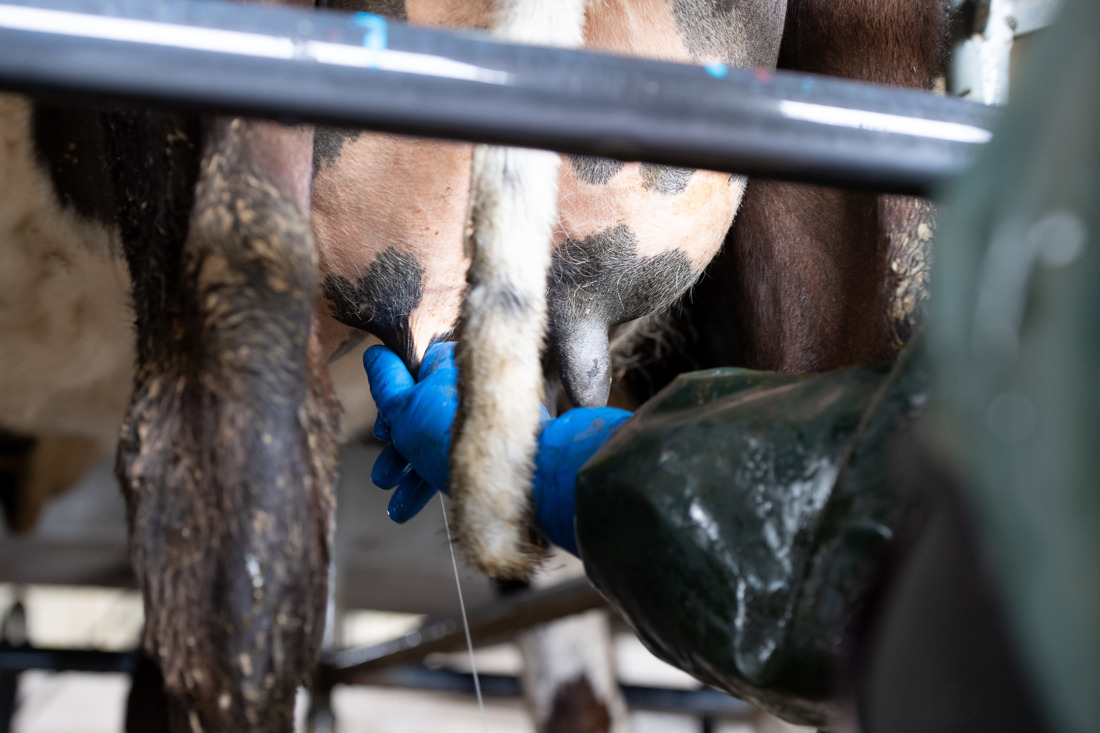 A farmer milking a prepped cow