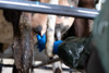 A farmer milking a prepped cow