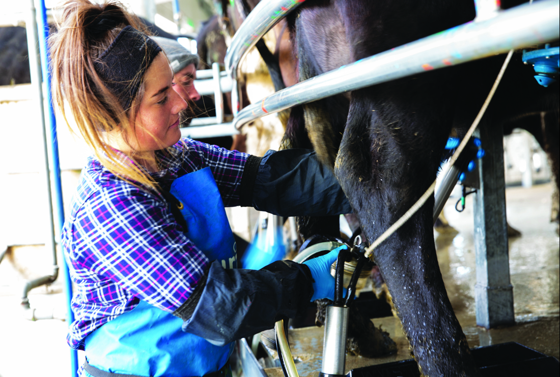 A woman milking a cow