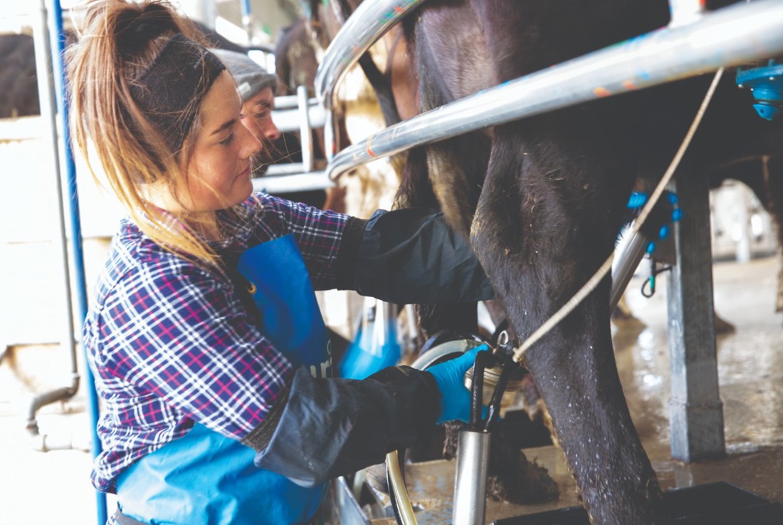 Anna Haywood putting milking cups on a New Zealand dairy cow.