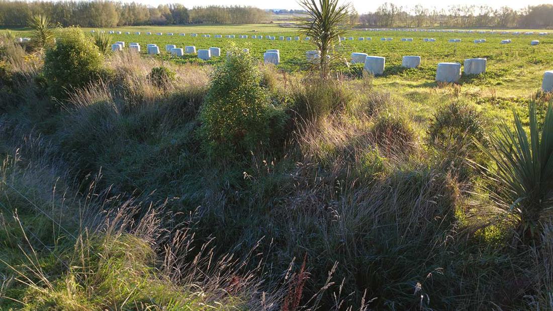 Bodle Native Planting Along Farm Drain 1200X675