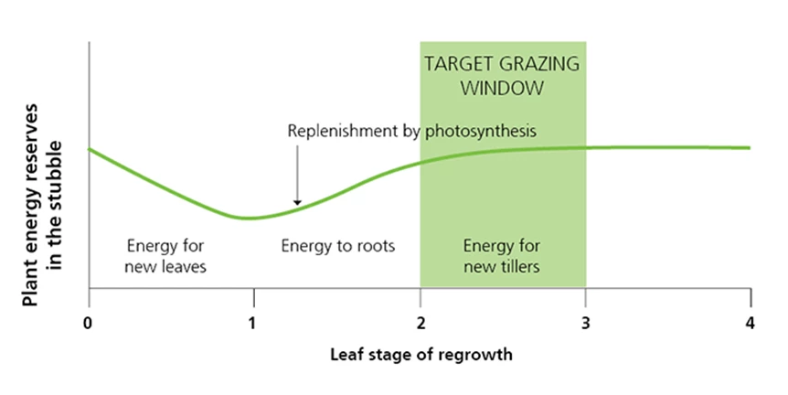 Leaf stage 2