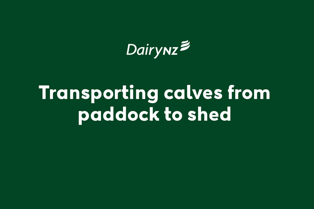 Transporting Calves From Paddock To Shed Video Placeholder