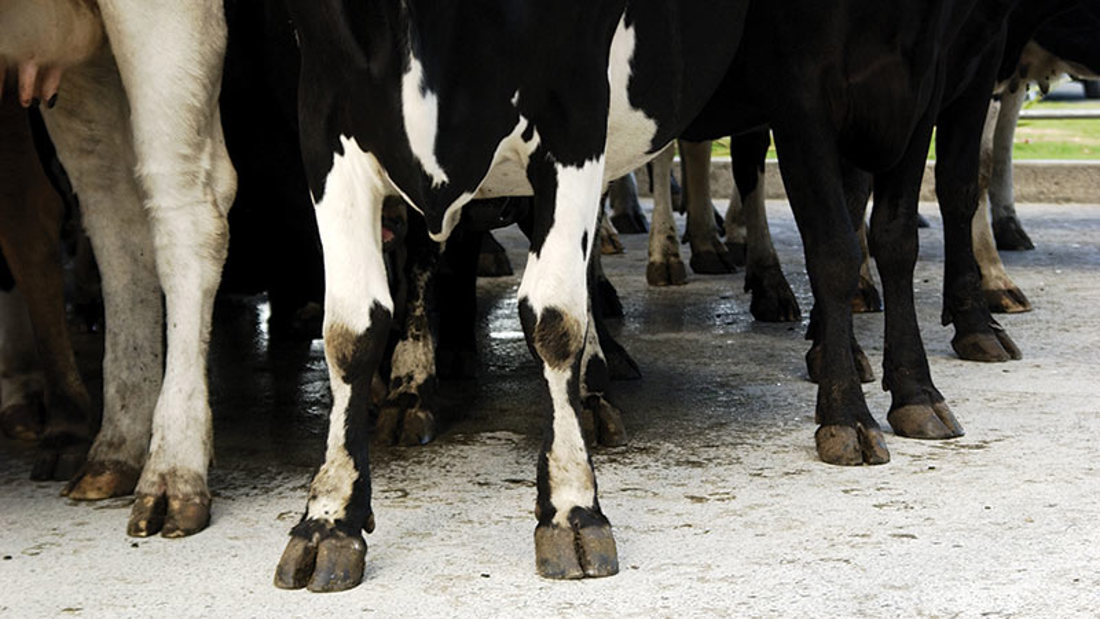 Close-up view of a group of cows' hooves in focus