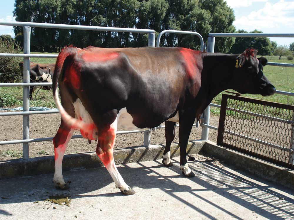 Mastitis Animal Movement Emergency Image 1000X750