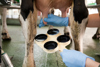 A farmer collecting milk from a prepped cow