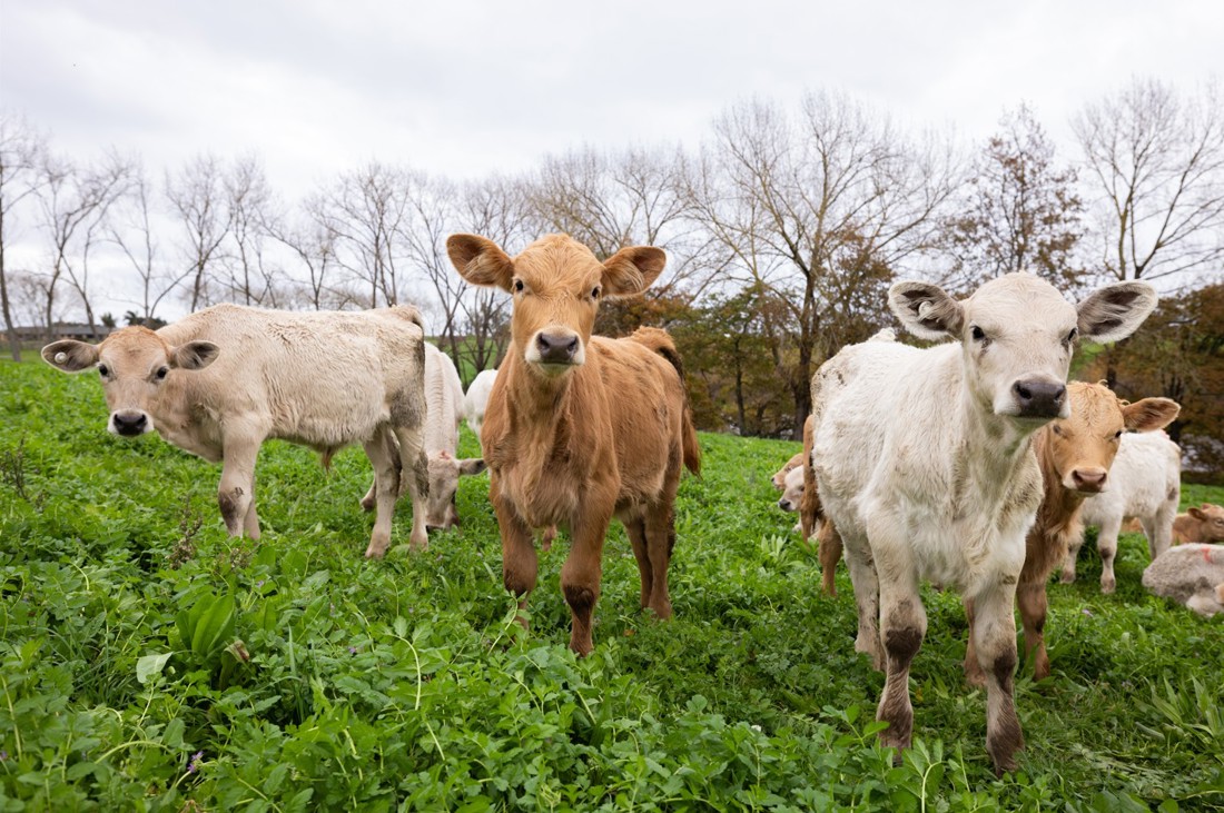 Beef On Dairy Charolais Calves