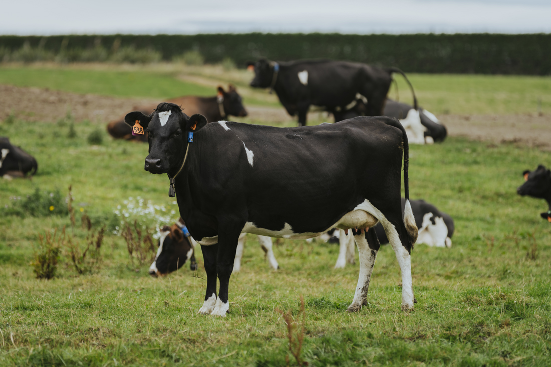 A black cow in a field
