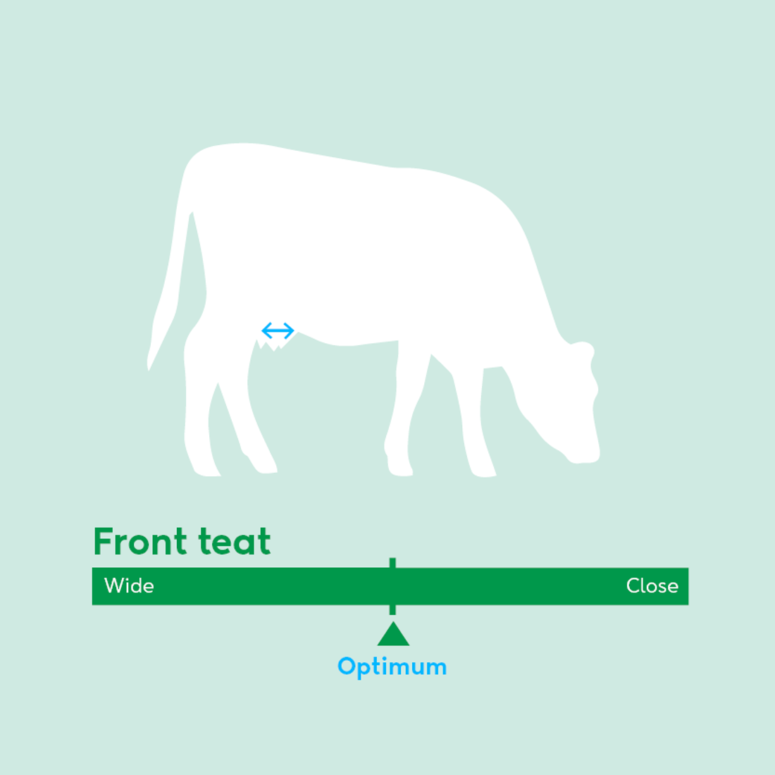 Image showing ideal front teat traits for dairy cow breeding values beyond milk production