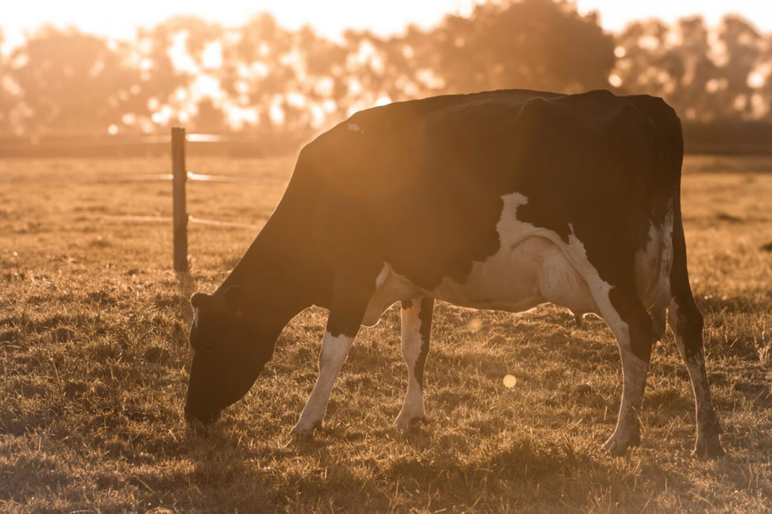 Dairy cow grazing in an autumn paddock in the evening