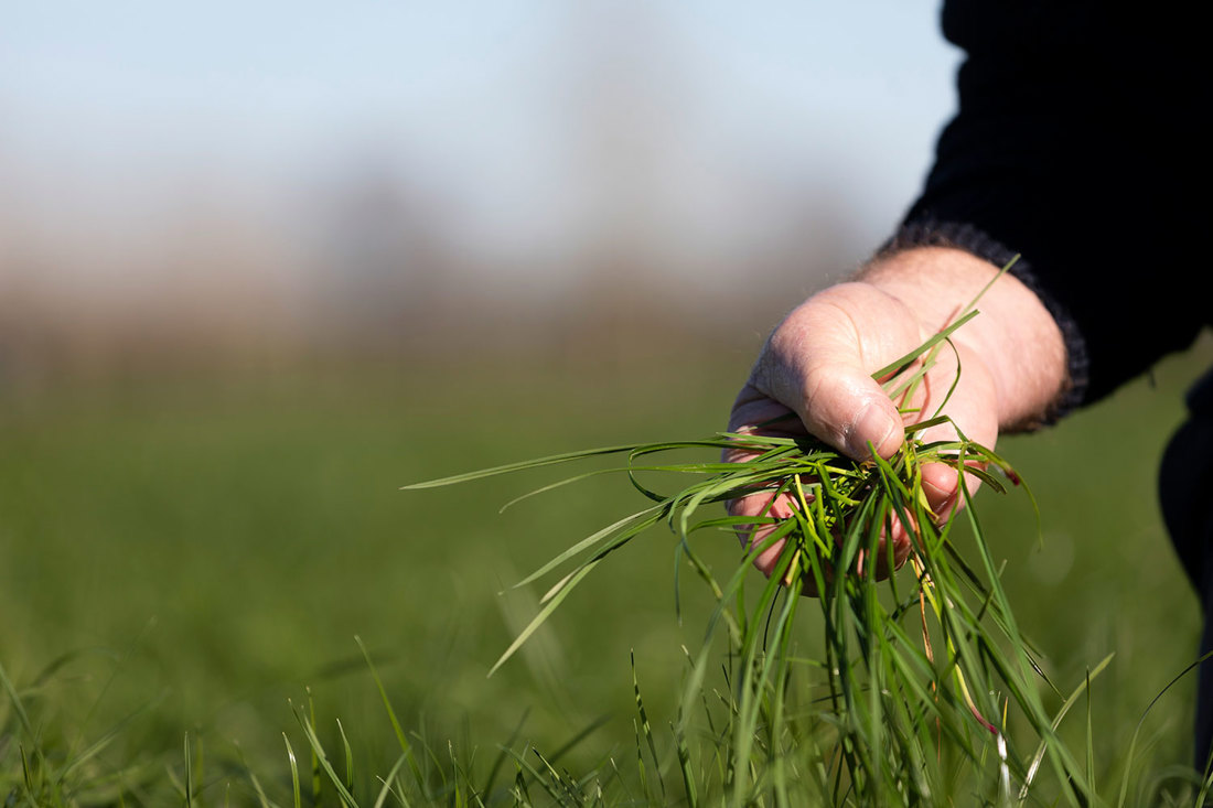 A close-up of a dairy farmer's hand holding blades of grass