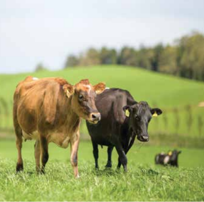 Milk alternatives — separating fact from froth DairyNZ