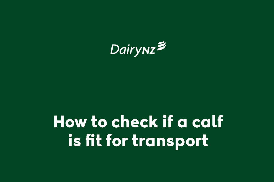 How To Check If A Calf Is Fit For Transport Video Placeholder V2