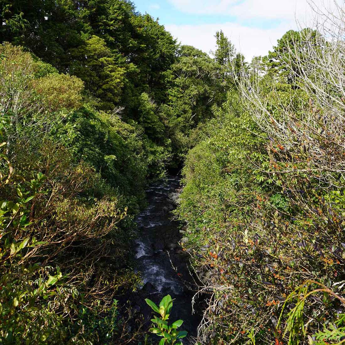 Riparian And Wetland Restoration Taranaki Image2 1200Sq