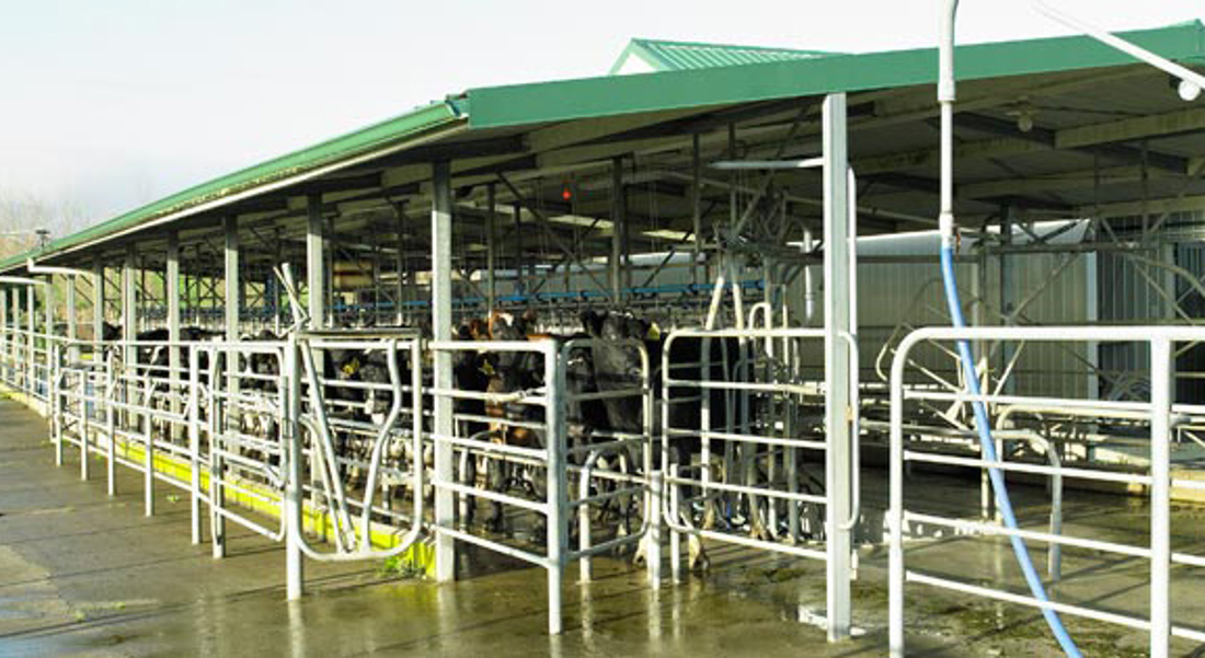 Missed Milkings (1)
