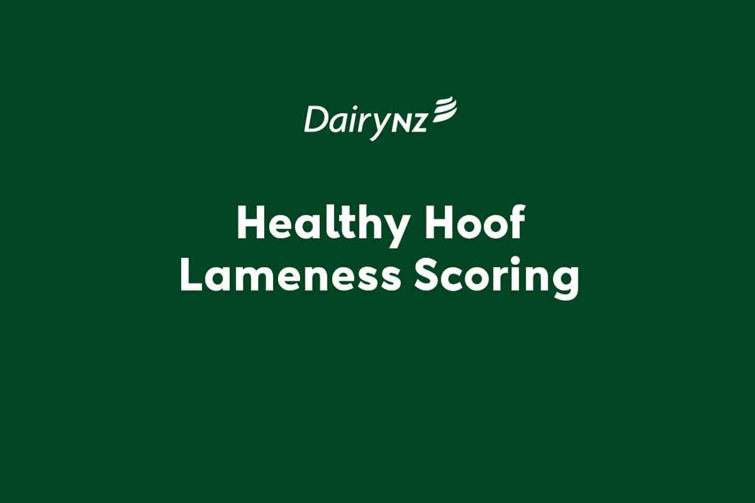Healthy Hoof Lameness Scoring Video Placeholder Image