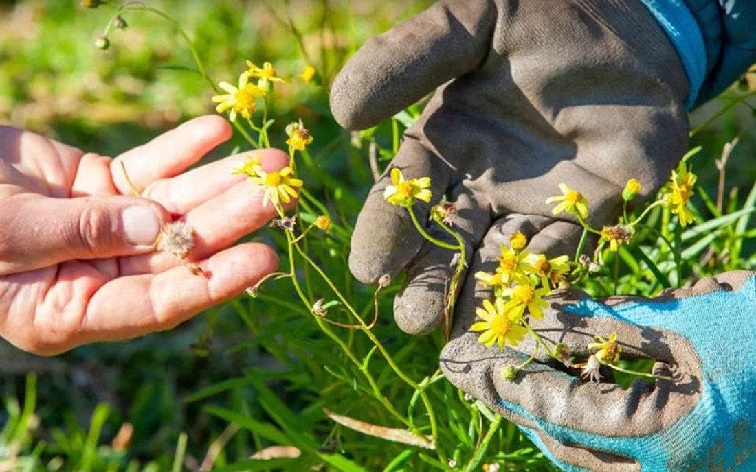 Madagascar Ragwort Video Placeholder Image V5