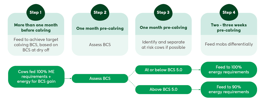 Animal Nutrition Feeding Transition Cows Precalving Infographic