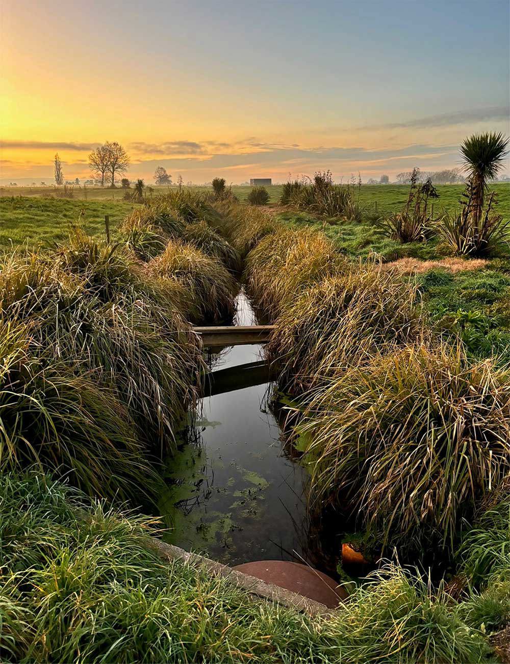 Drains With Carex 1000X1300