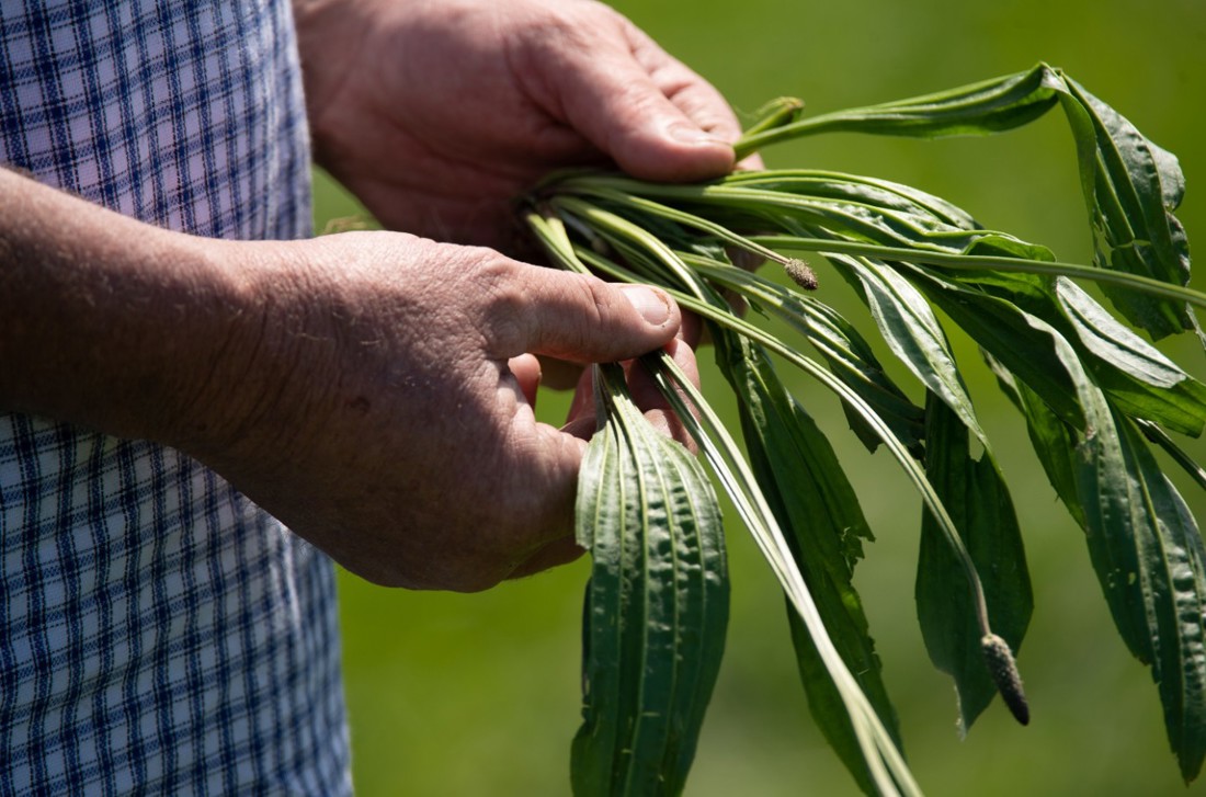 A dairy farmer wearing a check shirt holding plantain in his hand.