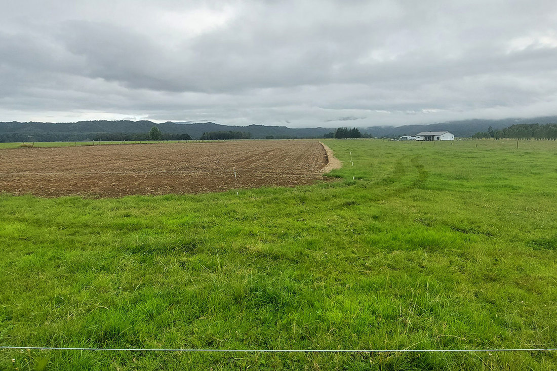 Swedes And Pasture For Winter 2024 1500X1000