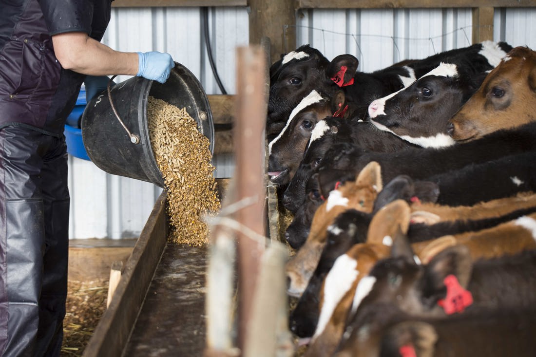 A group of cows waiting for the food