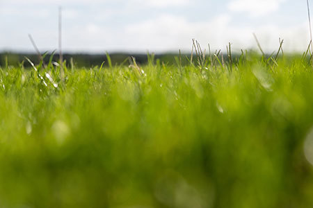 Generic Pasture Close Up
