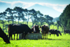 Cows at trough