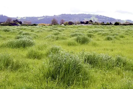 N Deficient Pasture 2