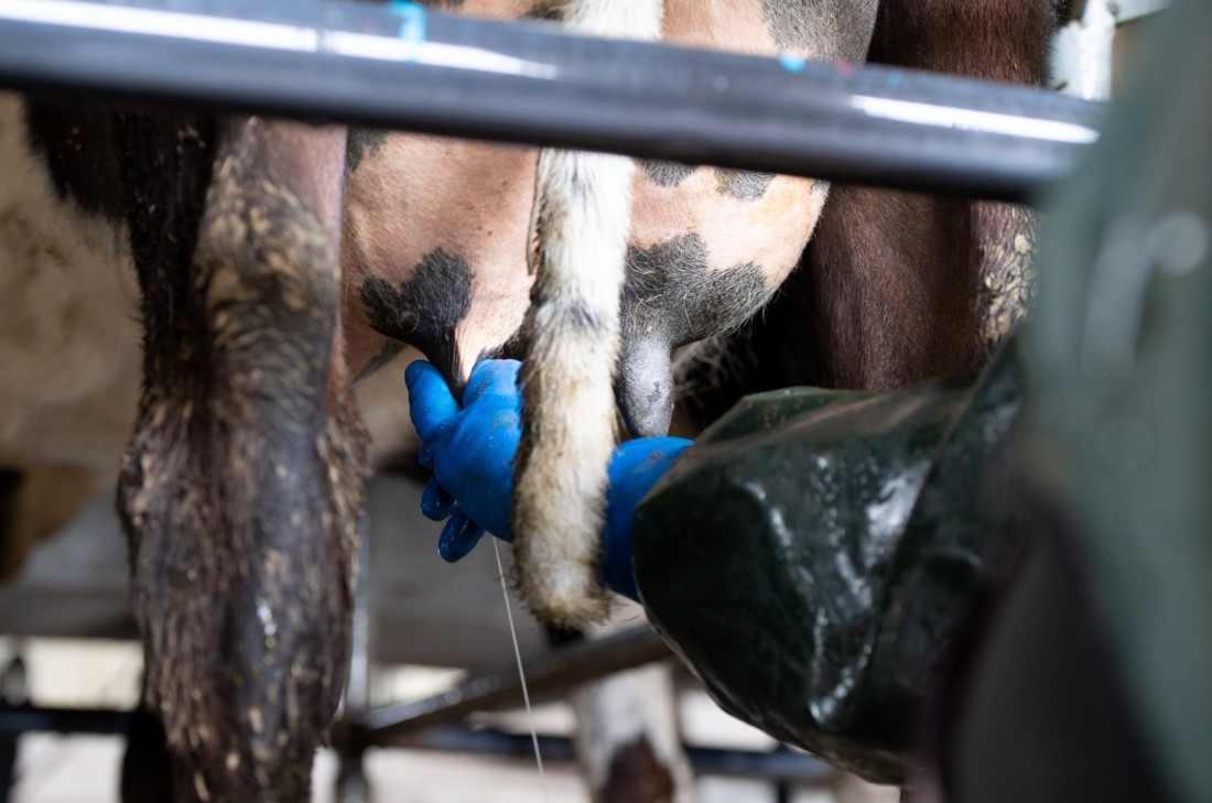 Rural Professionals Hub Veterinarians Mastitis Resources Image