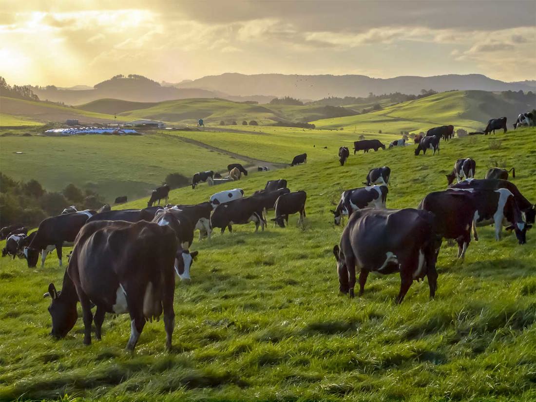 Cows On Hill