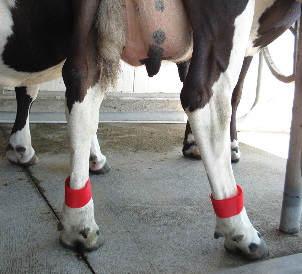 Inside Dairy Tools And Tactics For A Successful Dryoff Image 2
