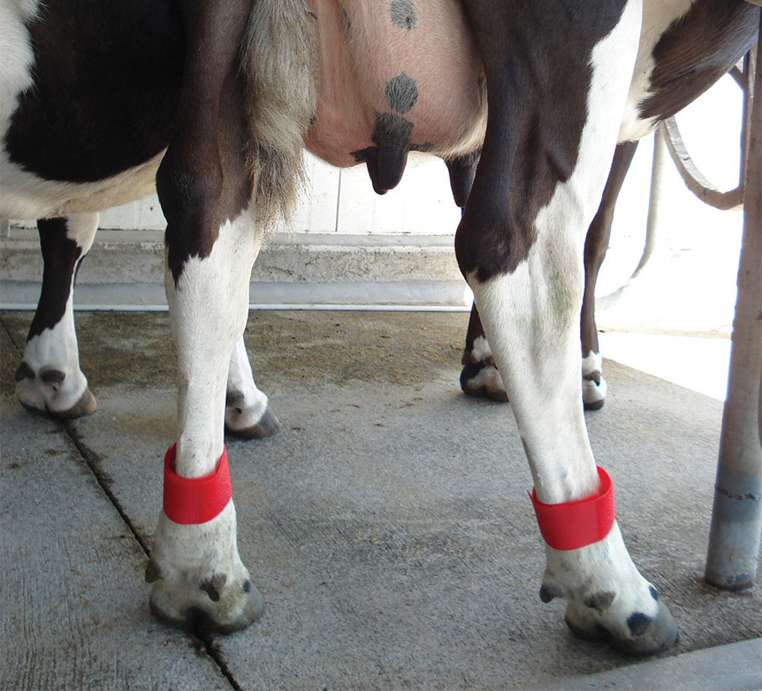 Inside Dairy Tools And Tactics For A Successful Dryoff Image 2