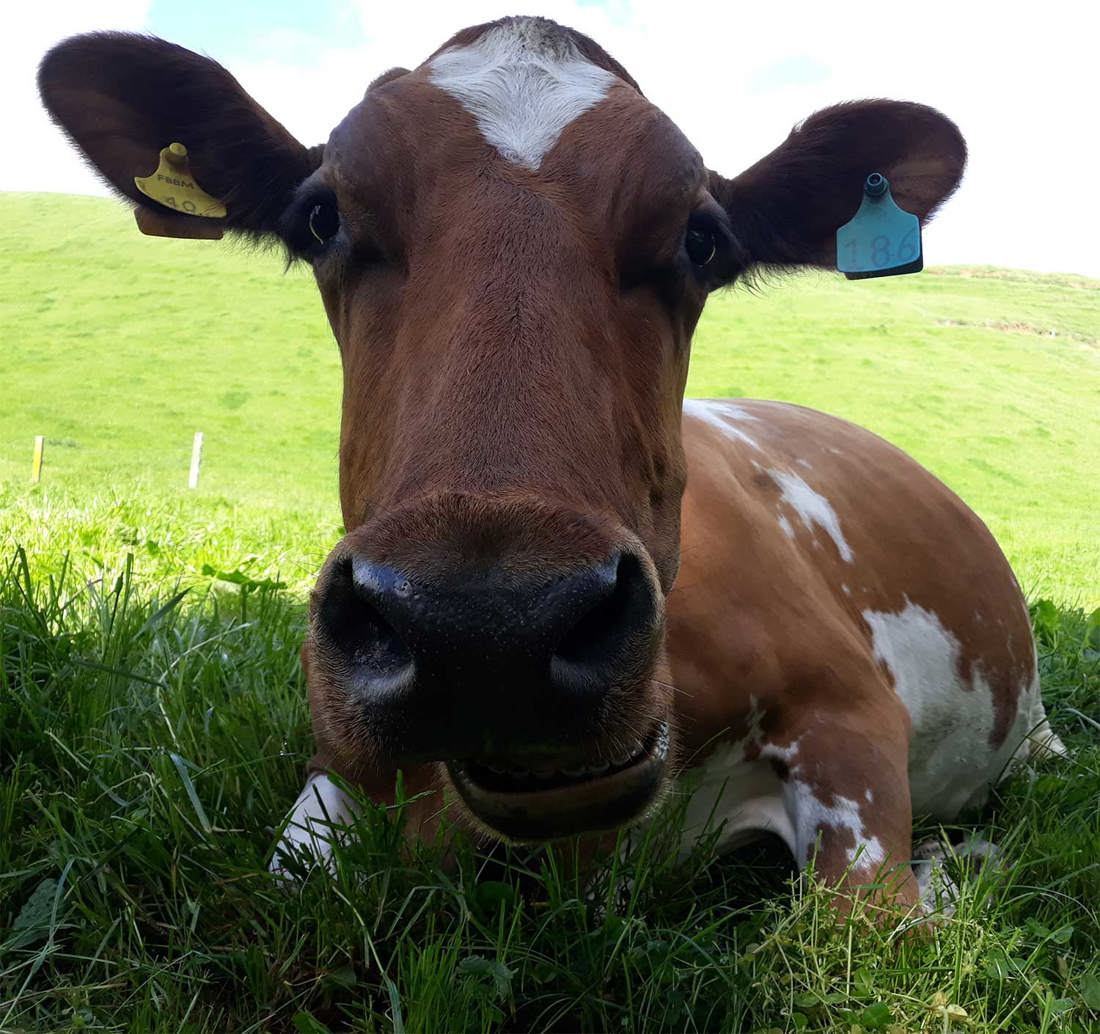 Animal Welfare Cow Sitting Down