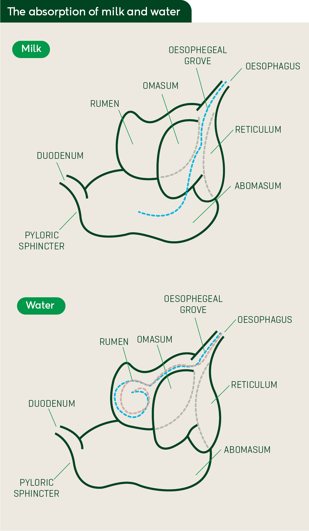 Feeding Calves Absorption Graphic