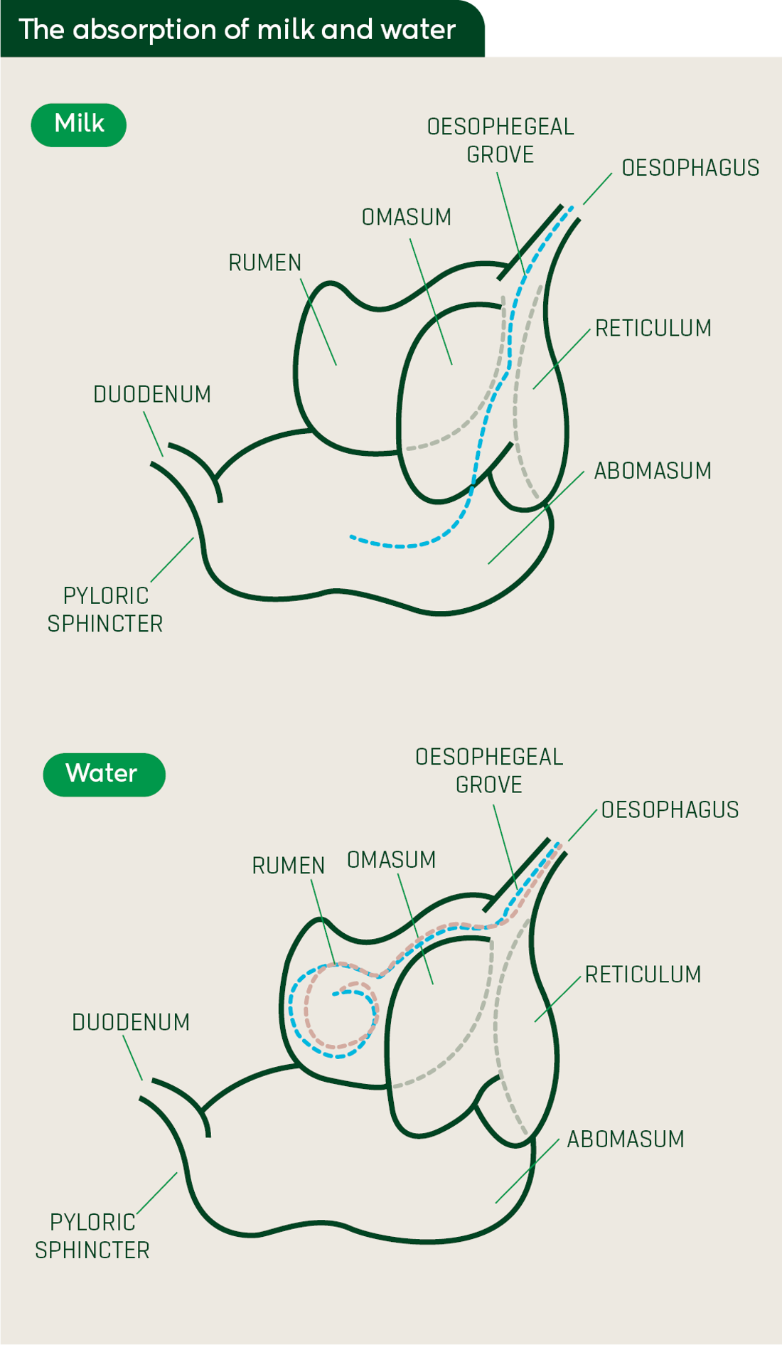 Feeding Calves Absorption Graphic