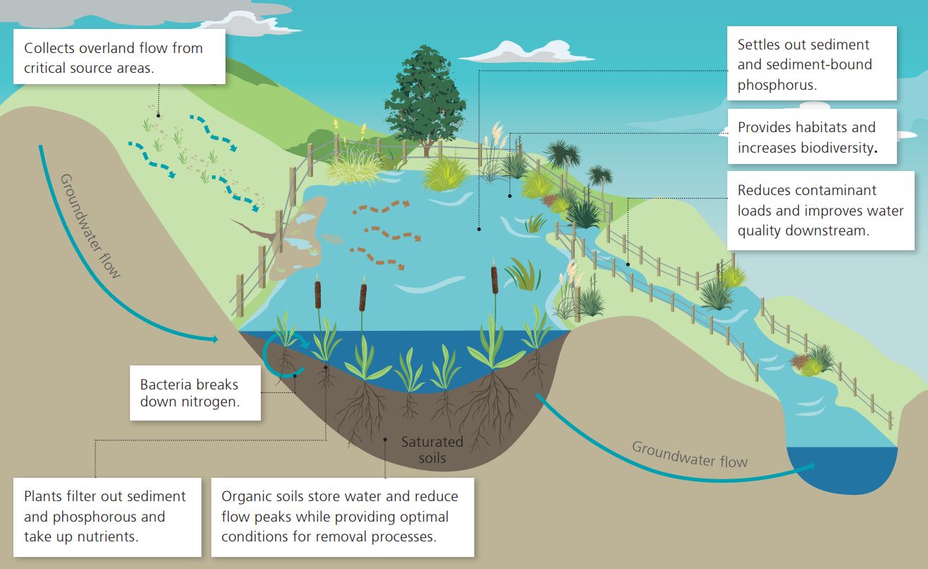 What does a wetland do
