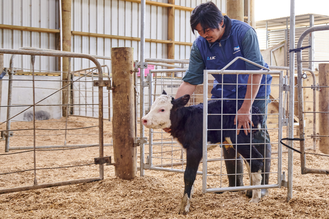 Calf Pen Gate 1500X1000
