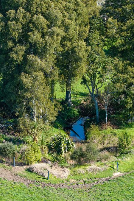 Extensive planting around a stream that feeds Ngatea town's water supply.